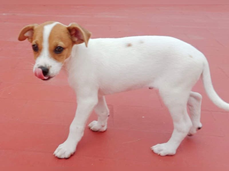 JACKIE-gut sozialisierter, unbeschwerter, liebevoller Schatz sucht sein Für-immer-Zuhause