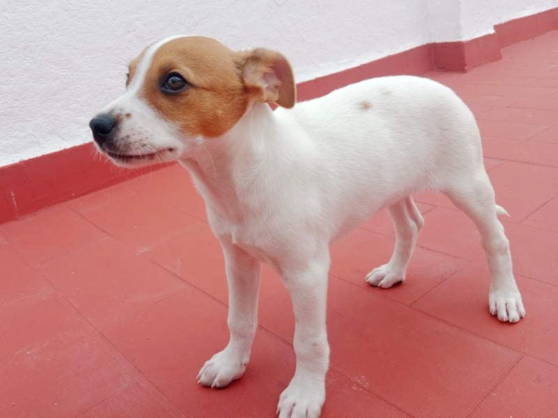 JACKIE-gut sozialisierter, unbeschwerter, liebevoller Schatz sucht sein Für-immer-Zuhause