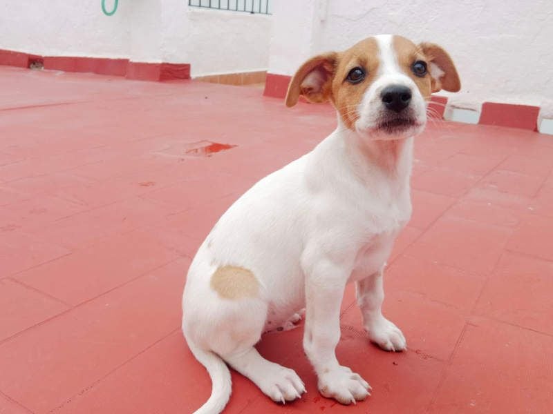 JACKIE-gut sozialisierter, unbeschwerter, liebevoller Schatz sucht sein Für-immer-Zuhause