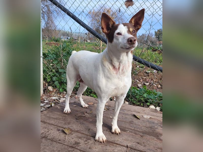 Süße CUQUI-anpassungsfähig, folgsam,hochmotiviert-wer bietet ihr ein liebevolles "Für-immer Zuhause"