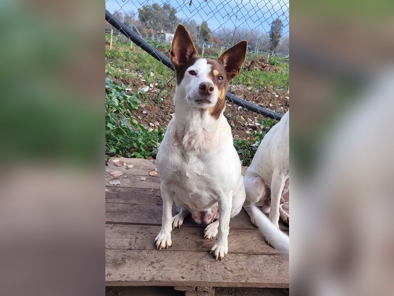 Süße CUQUI-anpassungsfähig, folgsam,hochmotiviert-wer bietet ihr ein liebevolles "Für-immer Zuhause"