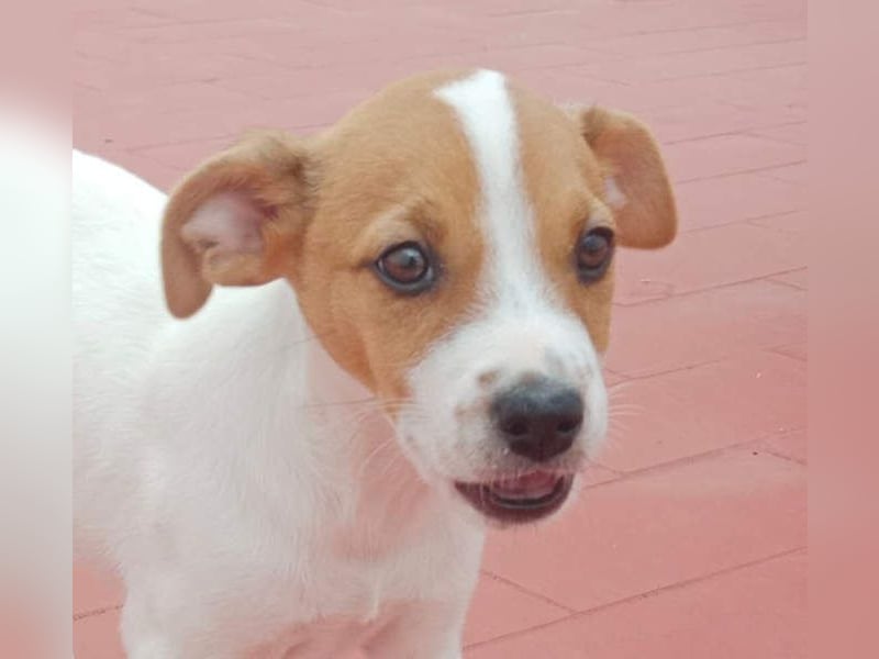 JACKIE-gut sozialisierter, unbeschwerter, liebevoller Schatz sucht sein Für-immer-Zuhause