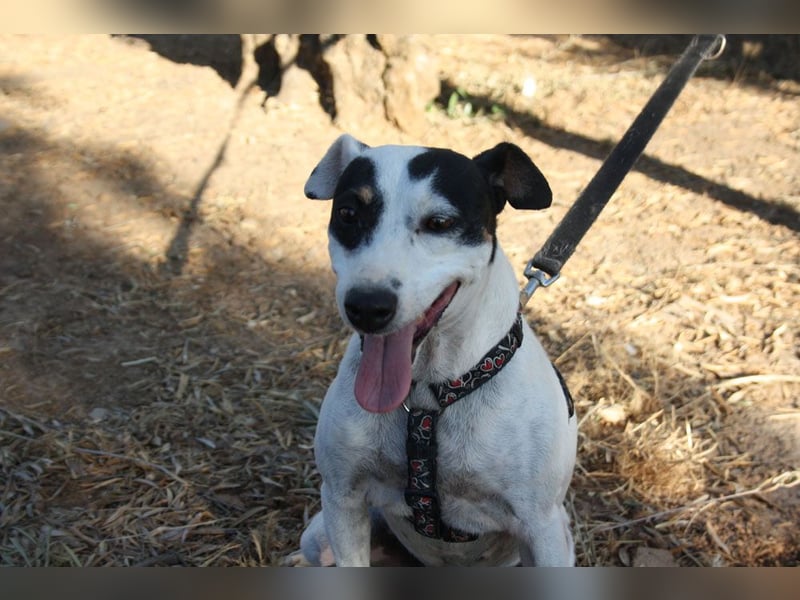 Volltreffer LAKI-steckt voller Energie, Lebensfreude mit gutem Gemüt sucht sehnsüchtig ihre Familie