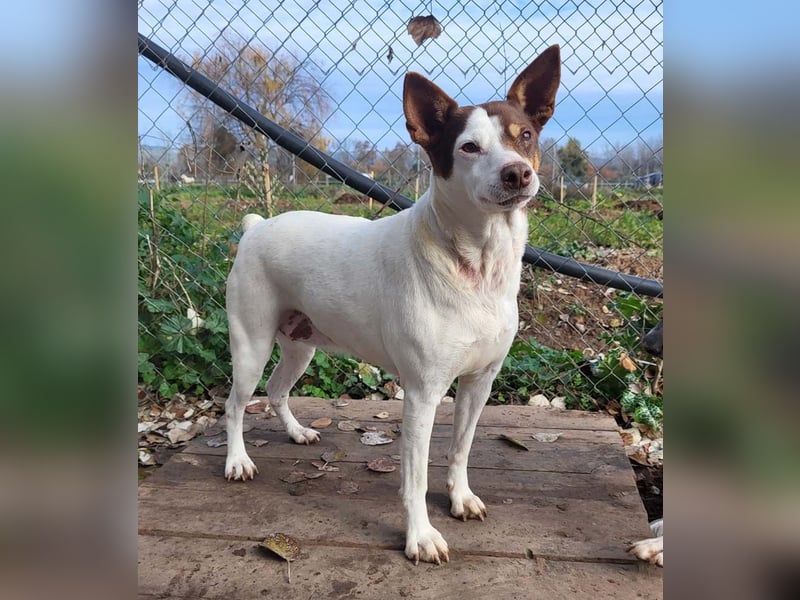 Süße CUQUI-anpassungsfähig, folgsam,hochmotiviert-wer bietet ihr ein liebevolles "Für-immer Zuhause"