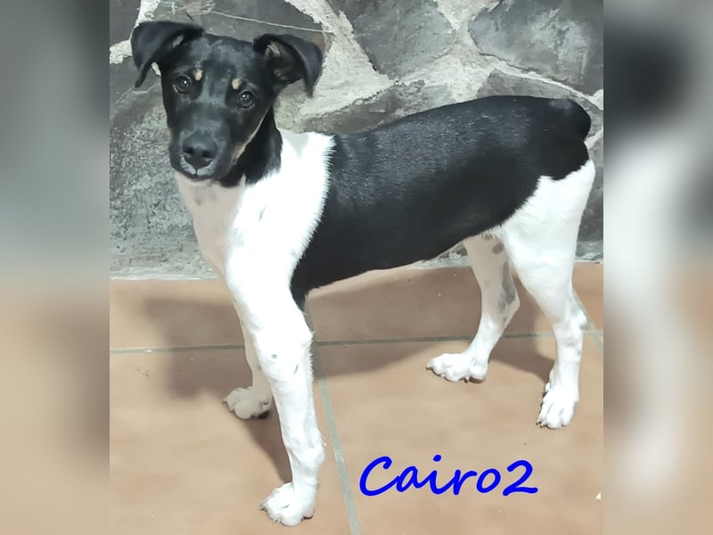 Cairo2 geb. 06/2025 (ESP) - menschenbezogener und sozialer Bodeguero Ratonero Andaluz Welpe!