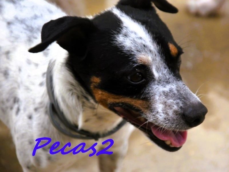 Pecas2 geb. 09/2020 (ESP) - sehr lieber, kleiner Bodeguero sucht das Glück!