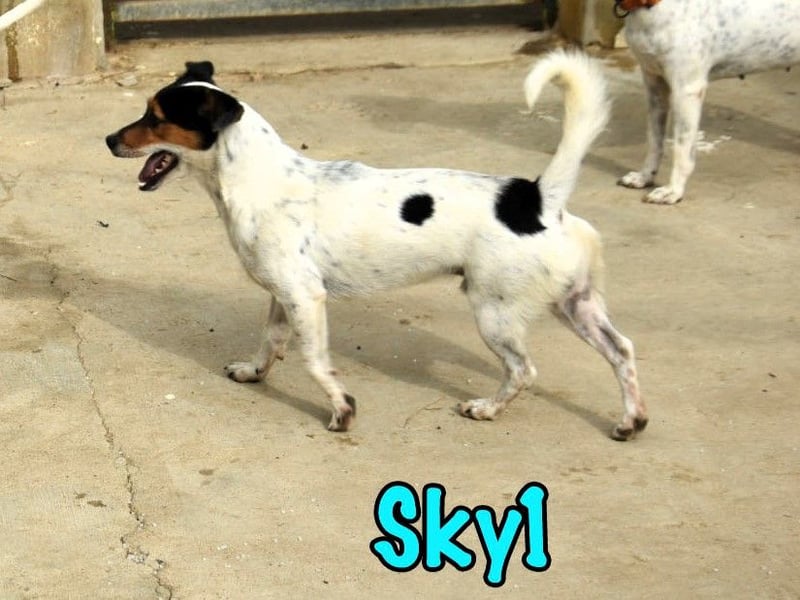 Sky1 geb. 09/2023 (ESP) - verschmuster und verspielter kleiner Bodeguero!