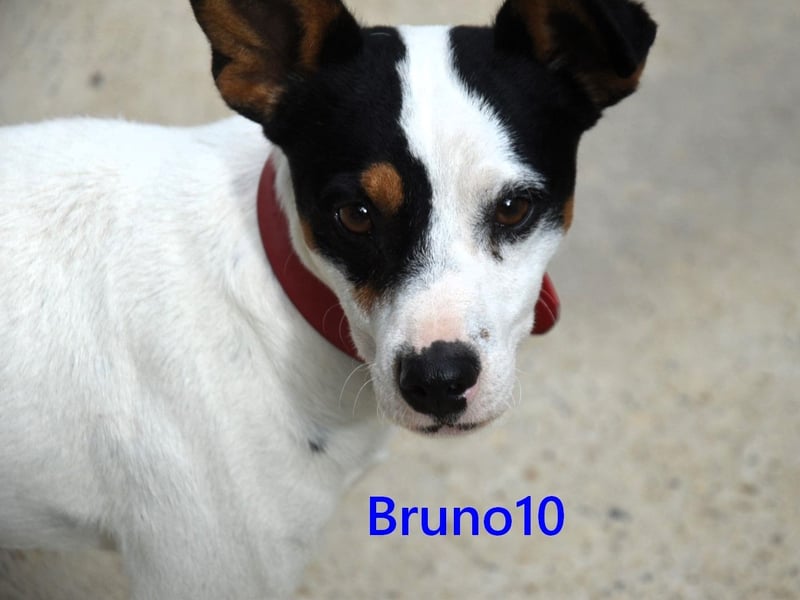 Bruno10 geb. 02/2025 (ESP) - verschmuster und menschenbezogener Bodeguero Ratonero Andaluz Welpe!