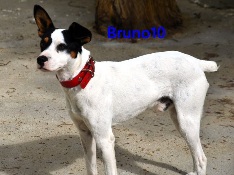 Bruno10 geb. 02/2025 (ESP) - verschmuster und menschenbezogener Bodeguero Ratonero Andaluz Welpe!