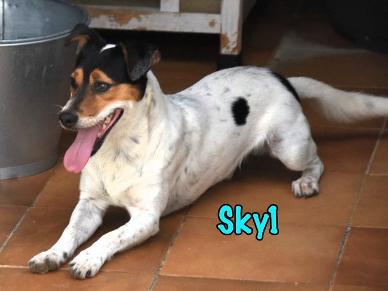 Sky1 geb. 09/2023 (ESP) - verschmuster und verspielter kleiner Bodeguero!
