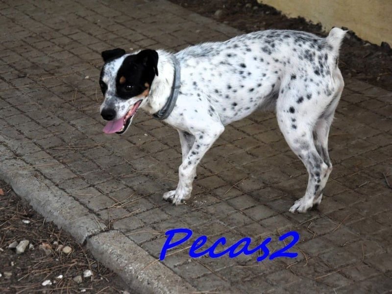 Pecas2 geb. 09/2020 (ESP) - sehr lieber, kleiner Bodeguero sucht das Glück!