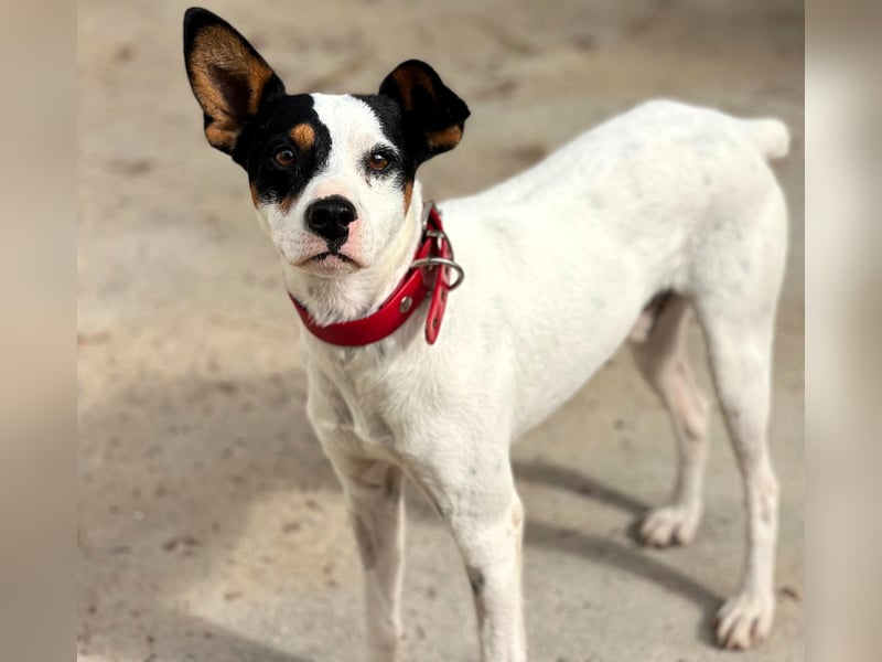 Bruno10 geb. 02/2025 (ESP) - verschmuster und menschenbezogener Bodeguero Ratonero Andaluz Welpe!