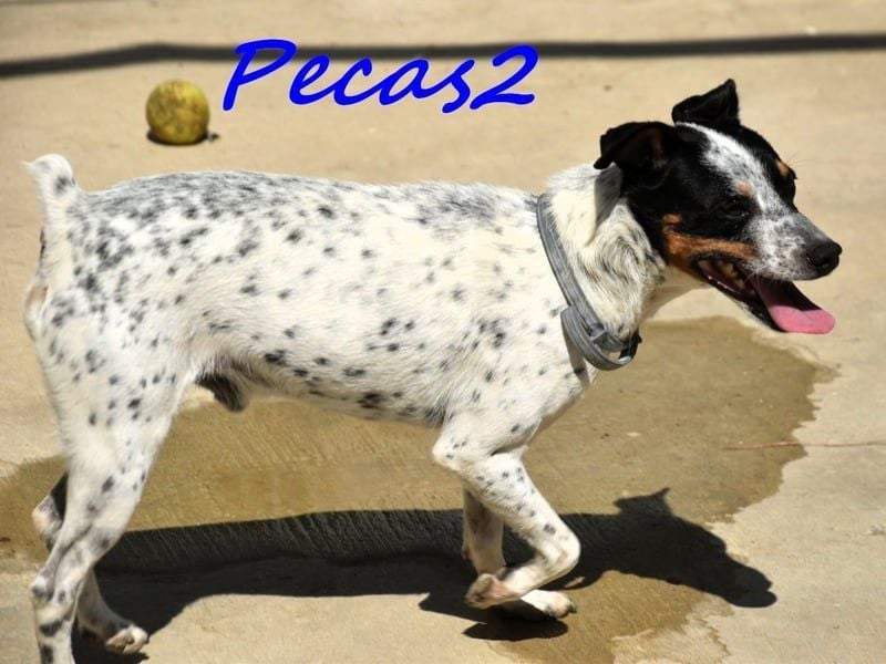 Pecas2 geb. 09/2020 (ESP) - sehr lieber, kleiner Bodeguero sucht das Glück!