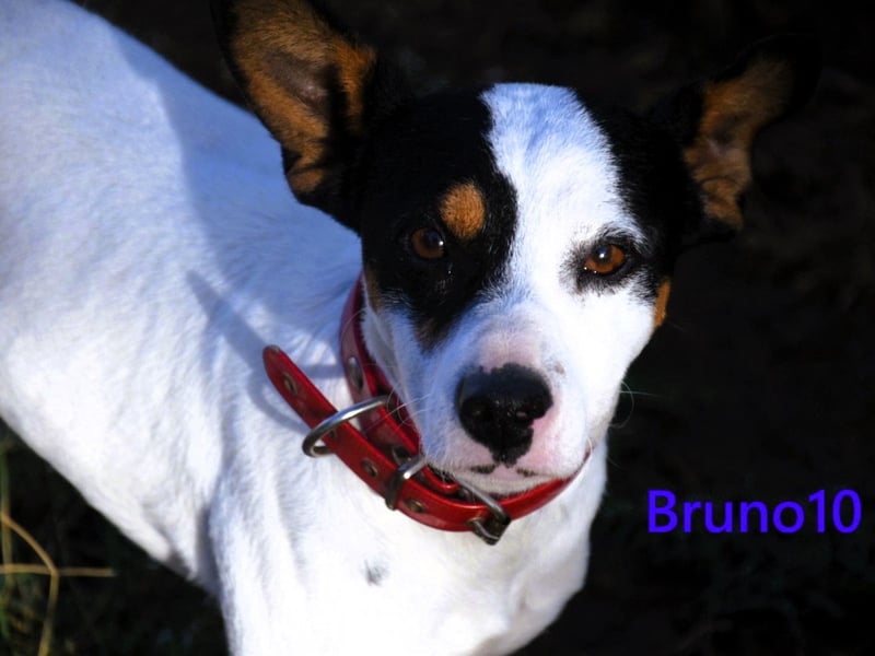 Bruno10 geb. 02/2025 (ESP) - verschmuster und menschenbezogener Bodeguero Ratonero Andaluz Welpe!