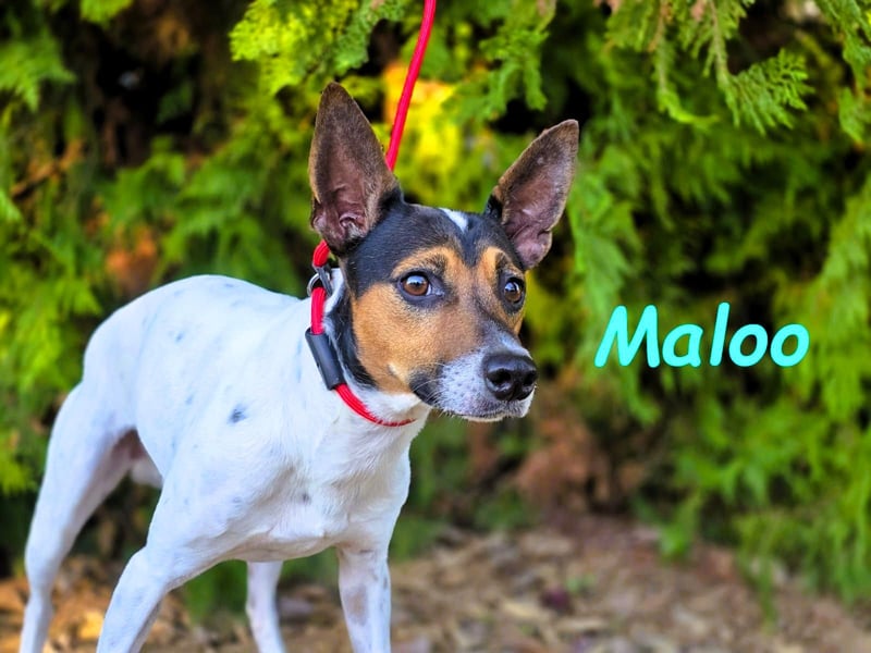 Maloo geb. 11/2022 (ESP) - kleiner Ratonero Bodeguero Andaluz!