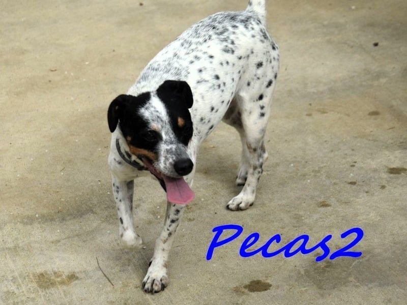 Pecas2 geb. 09/2020 (ESP) - sehr lieber, kleiner Bodeguero sucht das Glück!