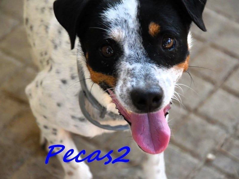 Pecas2 geb. 09/2020 (ESP) - sehr lieber, kleiner Bodeguero sucht das Glück!