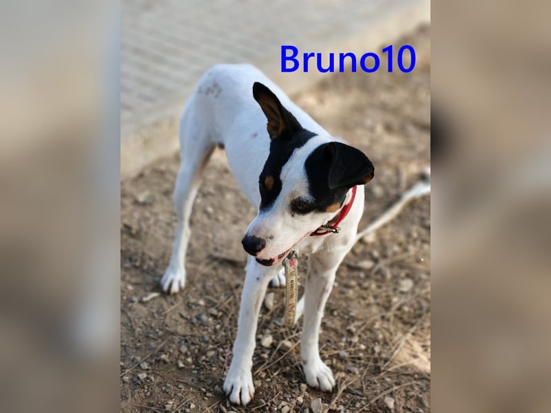 Bruno10 geb. 02/2025 (ESP) - verschmuster und menschenbezogener Bodeguero Ratonero Andaluz Welpe!