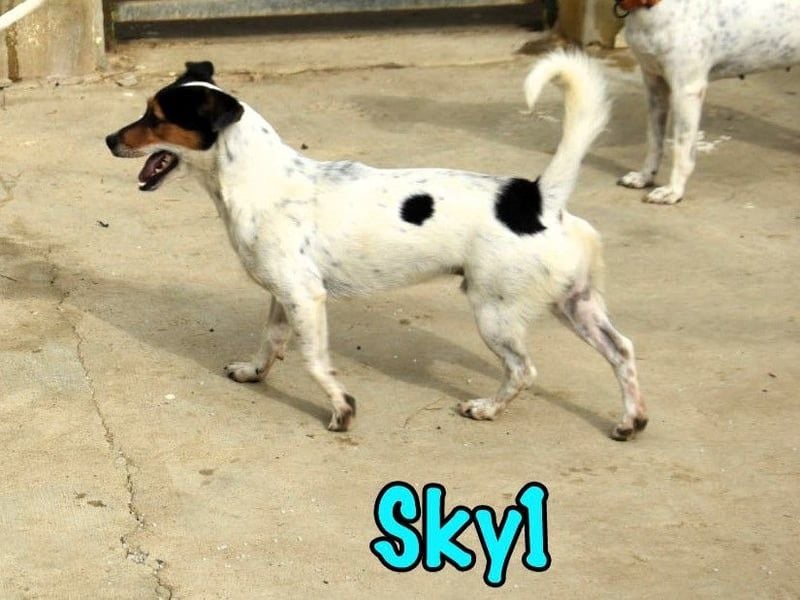 Sky1 geb. 09/2023 (ESP) - verschmuster und verspielter kleiner Bodeguero! Sky1 geb. 09/2023 (ESP) - verschmuster und verspielter kleiner Bodeguero!
