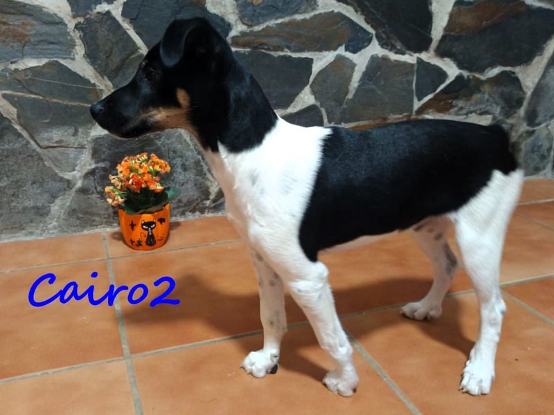 Cairo2 geb. 06/2025 (ESP) - menschenbezogener und sozialer Bodeguero Ratonero Andaluz Welpe!