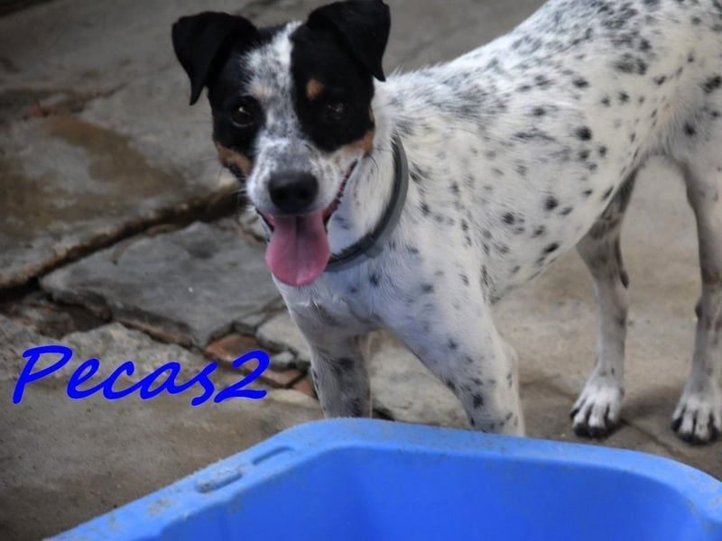 Pecas2 geb. 09/2020 (ESP) - sehr lieber, kleiner Bodeguero sucht das Glück!