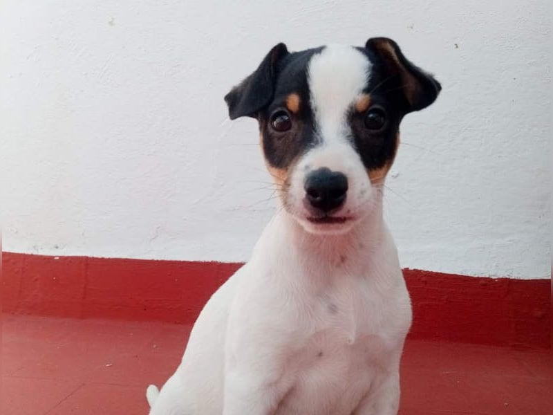 SAURON-gut sozialisierter, unbeschwerter, liebenswerter Bub sucht seine liebevolle Für-immer-Familie