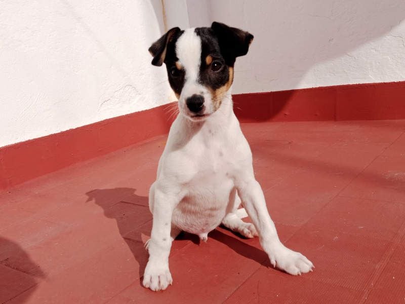 SAURON-gut sozialisierter, unbeschwerter, liebenswerter Bub sucht seine liebevolle Für-immer-Familie