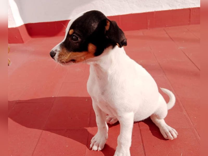 SAURON-gut sozialisierter, unbeschwerter, liebenswerter Bub sucht seine liebevolle Für-immer-Familie