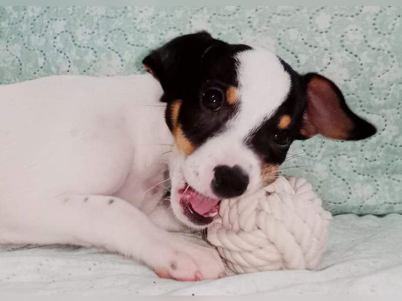 SAURON-gut sozialisierter, unbeschwerter, liebenswerter Bub sucht seine liebevolle Für-immer-Familie