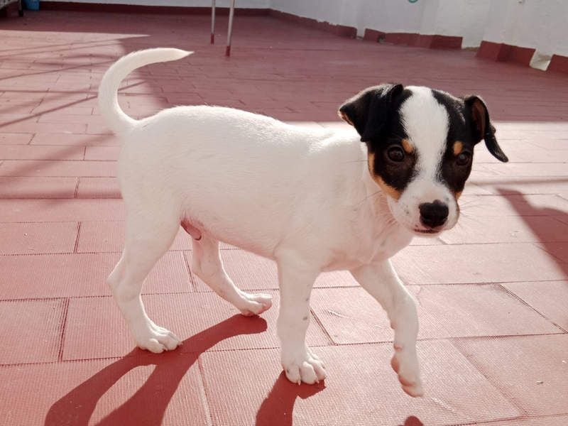 SAURON-gut sozialisierter, unbeschwerter, liebenswerter Bub sucht seine liebevolle Für-immer-Familie