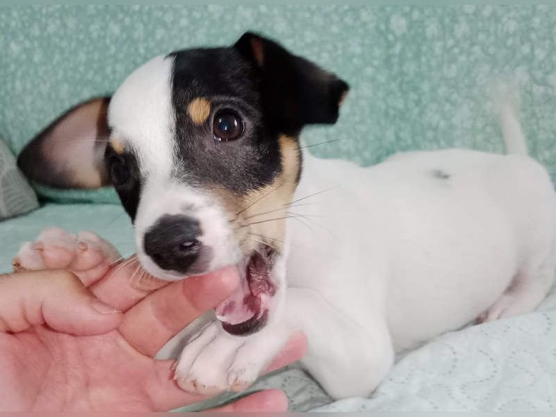 SAURON-gut sozialisierter, unbeschwerter, liebenswerter Bub sucht seine liebevolle Für-immer-Familie