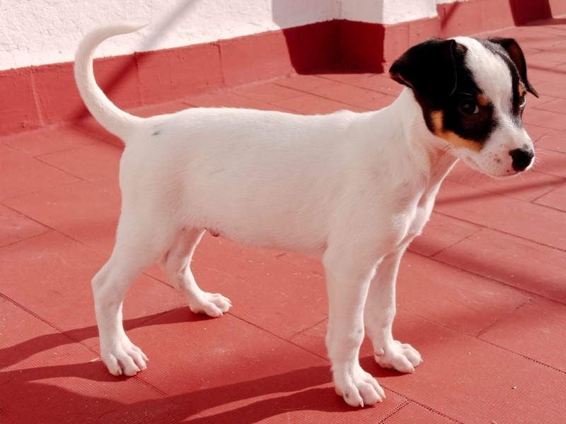 SAURON-gut sozialisierter, unbeschwerter, liebenswerter Bub sucht seine liebevolle Für-immer-Familie