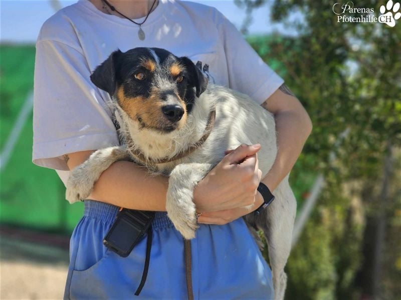 Spencer ist ein Traum von einem Hund
