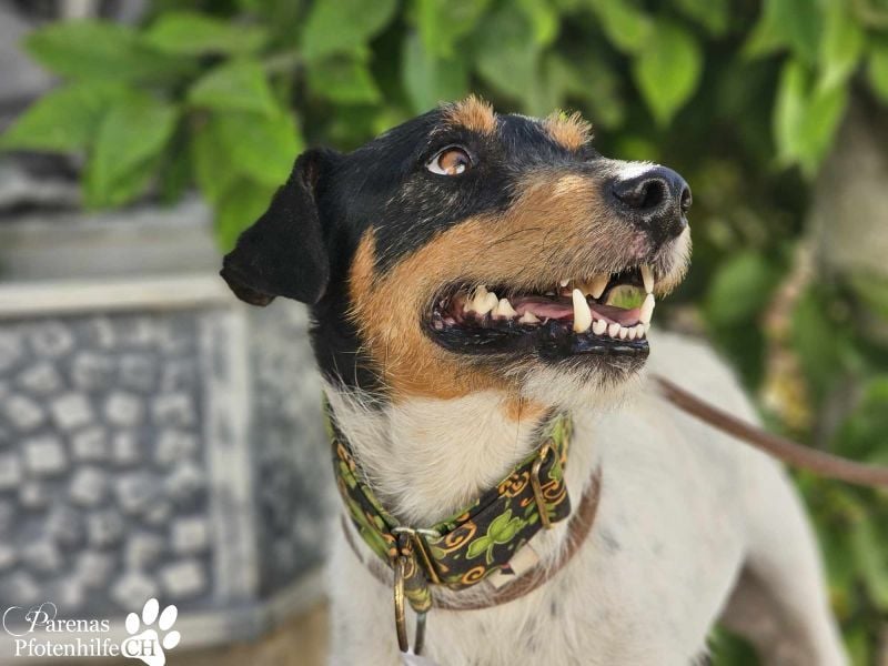 Spencer ist ein Traum von einem Hund