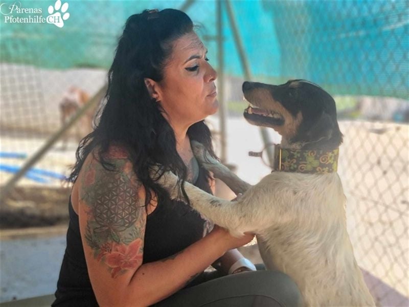 Spencer ist ein Traum von einem Hund