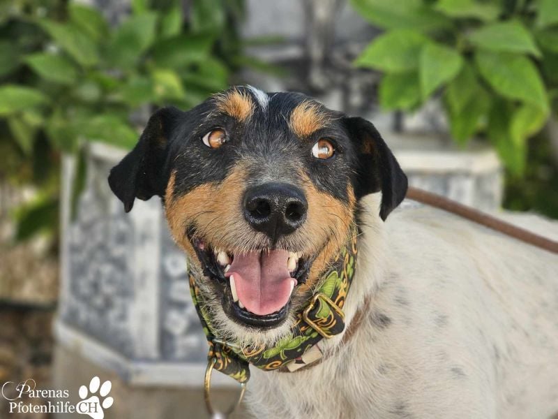 Spencer ist ein Traum von einem Hund