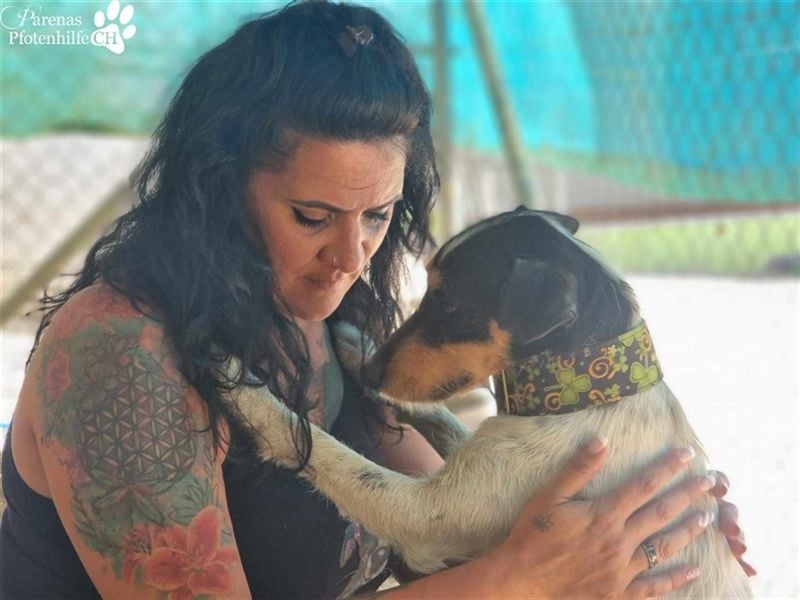 Spencer ist ein Traum von einem Hund