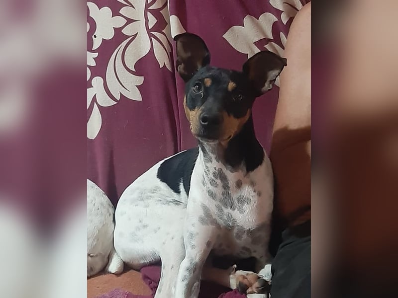 Harley