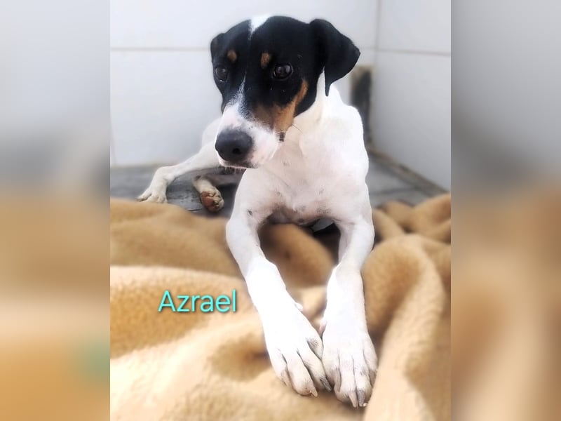 Azrael geb. 04/2021 (ESP) - zärtlicher Bodeguero sucht Stabilität! Azrael geb. 04/2021 (ESP) - zärtlicher Bodeguero sucht Stabilität!