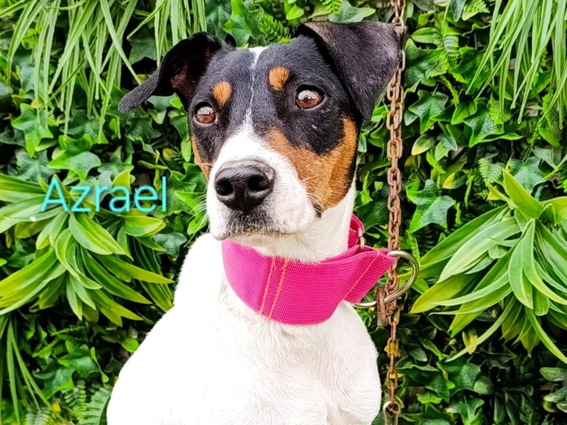 Azrael geb. 04/2021 (ESP) - zärtlicher Bodeguero sucht Stabilität! Azrael geb. 04/2021 (ESP) - zärtlicher Bodeguero sucht Stabilität!