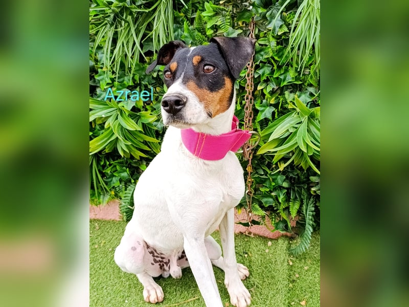 Azrael geb. 04/2021 (ESP) - zärtlicher Bodeguero sucht Stabilität! Azrael geb. 04/2021 (ESP) - zärtlicher Bodeguero sucht Stabilität!