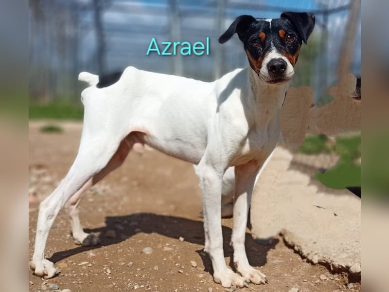 Azrael geb. 04/2021 (ESP) - zärtlicher Bodeguero sucht Stabilität! Azrael geb. 04/2021 (ESP) - zärtlicher Bodeguero sucht Stabilität!