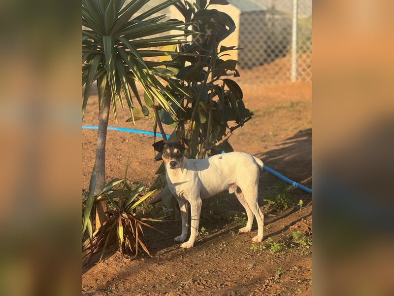 Faolan ist witzig, klug und aktiv