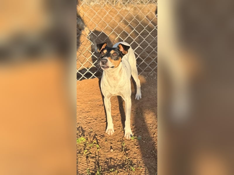 Faolan ist witzig, klug und aktiv