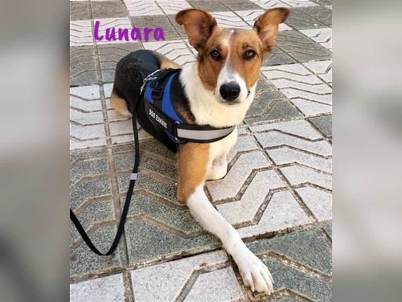 Lunara 05/2023 (ESP Pflegestelle) - aufgeschlossenes, traumhaftes Bodeguero-Mix Mädchen!