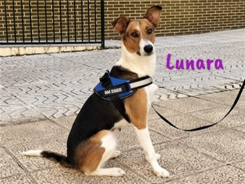 Lunara 05/2023 (ESP Pflegestelle) - aufgeschlossenes, traumhaftes Bodeguero-Mix Mädchen!