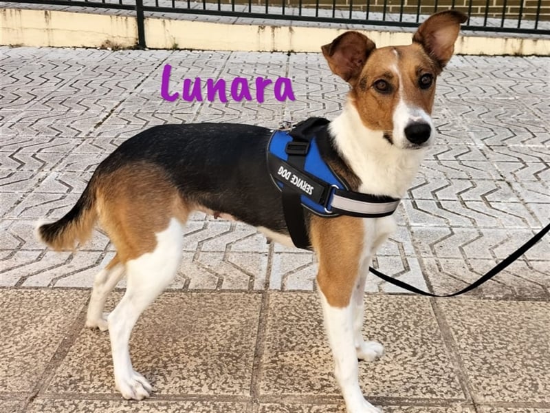 Lunara 05/2023 (ESP Pflegestelle) - aufgeschlossenes, traumhaftes Bodeguero-Mix Mädchen!