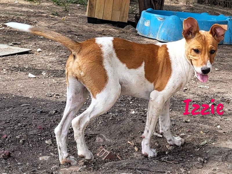 Izzie geb. 02/2025 (ESP) - aufgeschlossene, clevere Bodeguero-Mix Welpin!