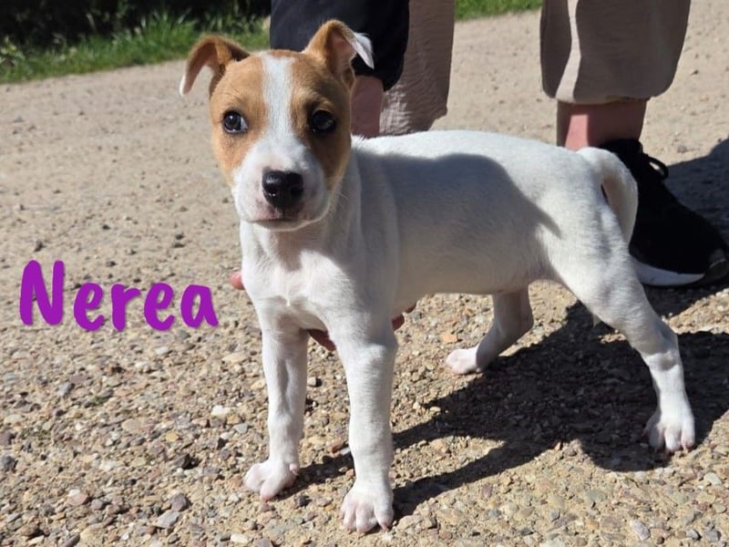 Nerea 01/2025 (ESP Pflegestelle) - aufgewecktes, süßes Ratonero Bodeguero Andaluz Mädchen!
