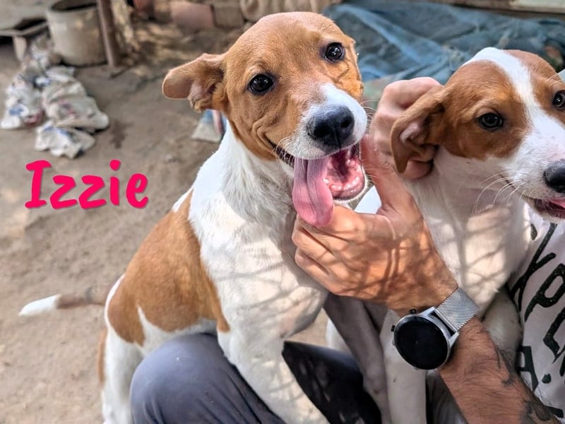 Izzie geb. 02/2025 (ESP) - aufgeschlossene, clevere Bodeguero-Mix Welpin!